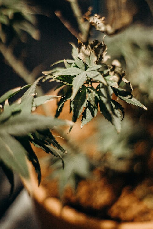 Un’analisi dell’impatto ambientale della coltivazione della cannabis